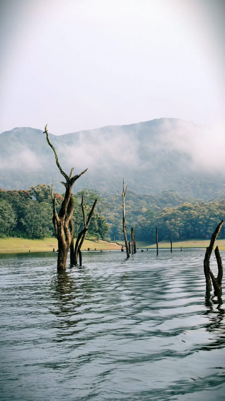 Forest restoration